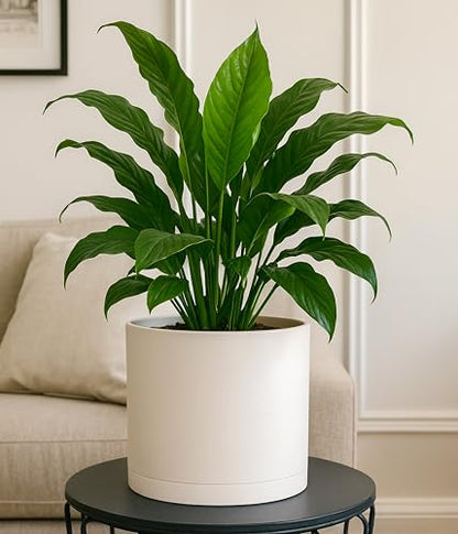 D'vine Dev Plastic Planter Pot with Saucer, 8 in, Oatmeal, 74-X-H-1 - color: Oatmeal, size: 8 Inch