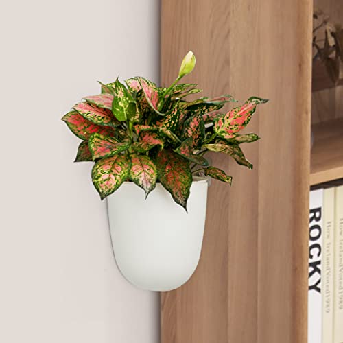 ORIMERC 2 Pack Corner Wall Mounted Hanging Planter Self Watering Triangle Plastic Flower Pot Decorative Modern Plant Vase Container Holder for Succulent Indoor Outdoor Home Office Décor White - size: 2 Pack