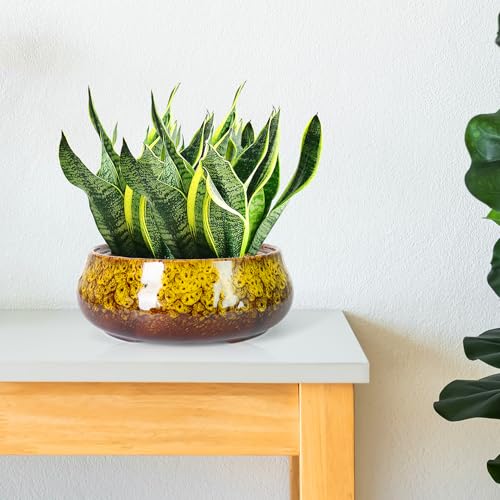 Bonsai Pots - 8 Inch Succulent Pots with Drainage, Shallow Planters - color: Yellow