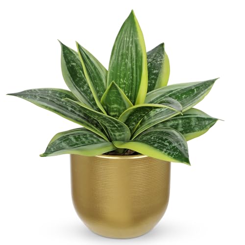 Hollyone Artificial Snake Plants 9" Faux Agave Succulent Plant Potted in Gold Pot Fake Sansevieria Aloe Tropical Plant for Desk Modern Office Home Bathroom Indoor Outdoor Decor - color: Green #3-gold Pot
