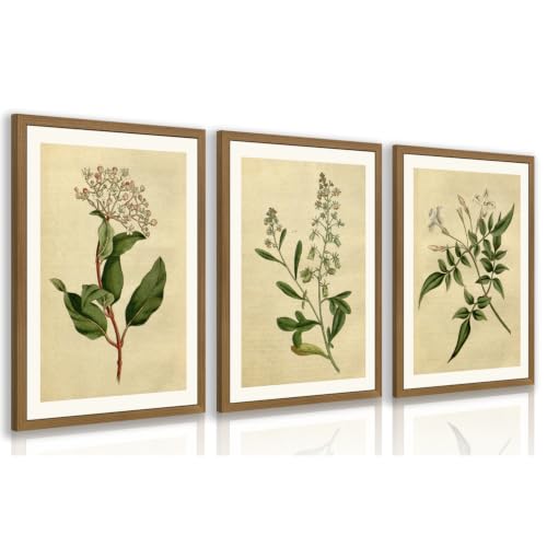 RLKHG Wood Framed Vintage Botanical Wall Art Set of 3, Classic Herbarium Plant Prints, Green Botanical Illustration Wall Decor, Farmhouse Cottagecore Floral Artwork for Office Bedroom 16x24 Inch - color: RetroPlant, size: 24"L x 16"W
