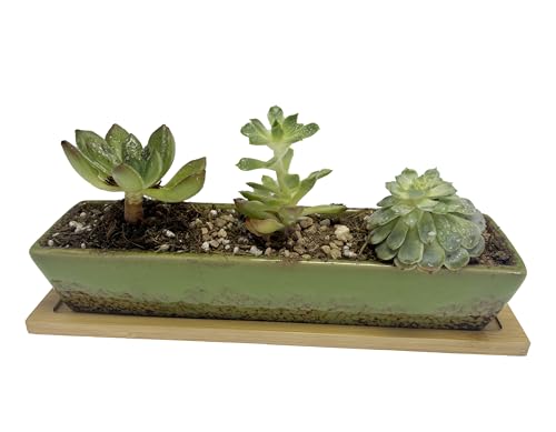 9.8inch Green Long Rectangle Ceramic Succulent Planter Pot,one Set of Mini Flower Plant Container with Bamboo Saucers. Product Size:9.8x2.35x1.77inch,not Include The Plant. - color: Green