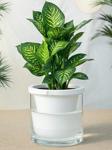 D'vine Dev Self-Watering White Terracotta Planter Pot, 10 in, 37-X-D-2 - color: White, size: 10 Inch