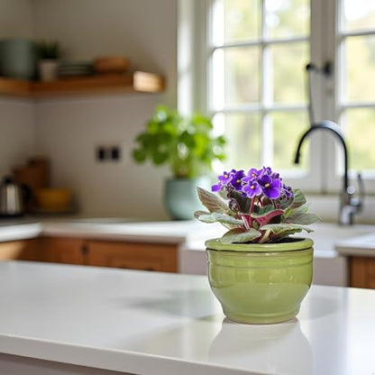 African Violet Pots Self Watering Green 6 inch - color: Green