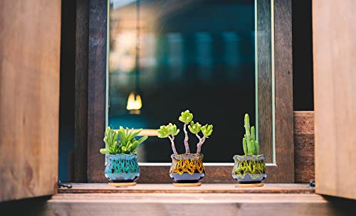 Cute Ceramic Succulent Garden Pots, Planter with Drainage and Attached Saucer, Set of 5 -Plants Not Included (Fambe) - color: Fambe
