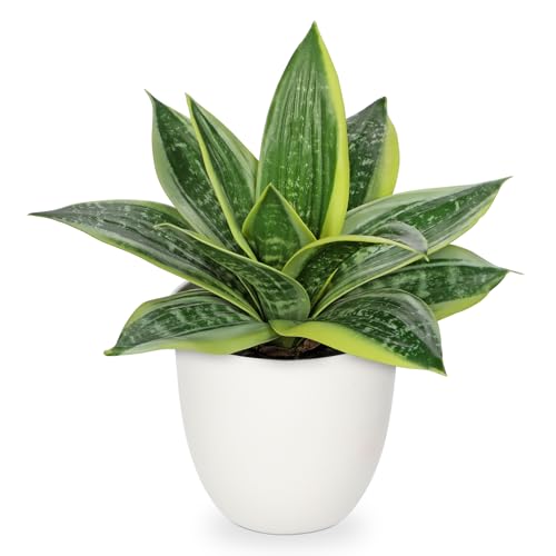 Hollyone Artificial Snake Plants 9" Faux Agave Succulent Plant Potted in White Pot Fake Sansevieria Aloe Tropical Plant for Desk Modern Office Home Bathroom Indoor Outdoor Decor - color: Green #3