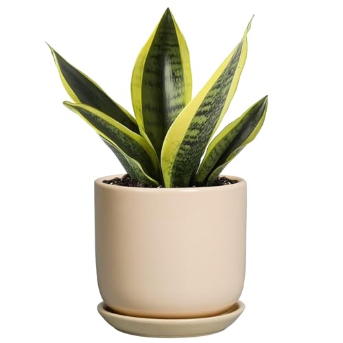 Ceramic Flower Pot 5 Inch - Round Succulent Planter for Indoor Plants with Drainage Hole and Saucer, Patio Room House Office Home Decor, Yellow - color: Beige, size: 5.3 Inch