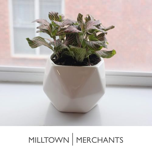 Succulent Wall Planters - Wall Vases - Black Ceramic Wall Mounted Planters - Succulent Plant Pots - Hanging Vases for Living Wall (2 Pack/Geometric/White) - color: Small White Geometric