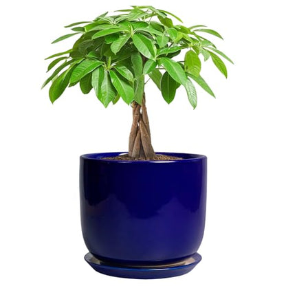 Ceramic Flower Pot 7 Inch, Round Planter, Blue - color: Dark Blue, size: 7 Inch