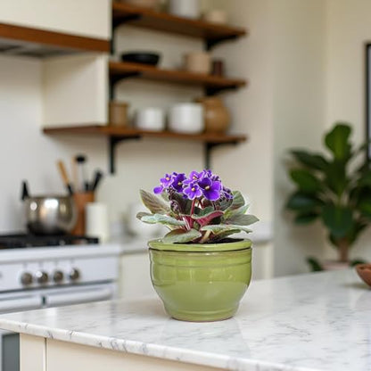 African Violet Pots Self Watering Green 6 inch - color: Green