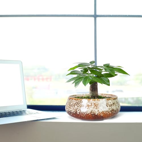 Succulent Pots, 8 Inch Large Bonsai Pots with Drainage, Ceramic Planters - color: White