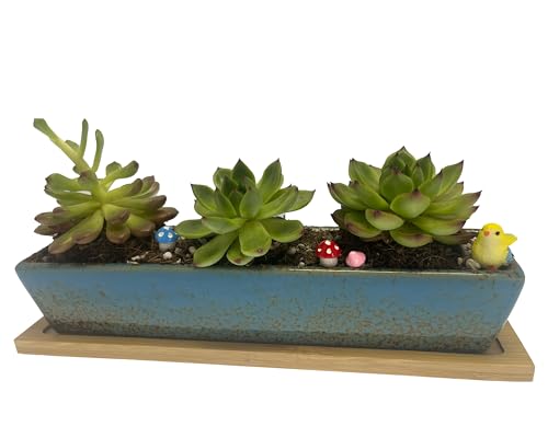 9.8 inch Blue Long Rectangle Ceramic Succulent Planter Pot,one Set of Mini Flower Plant Container with Bamboo Saucers. not Include the Plant. (Blue) - color: Blue