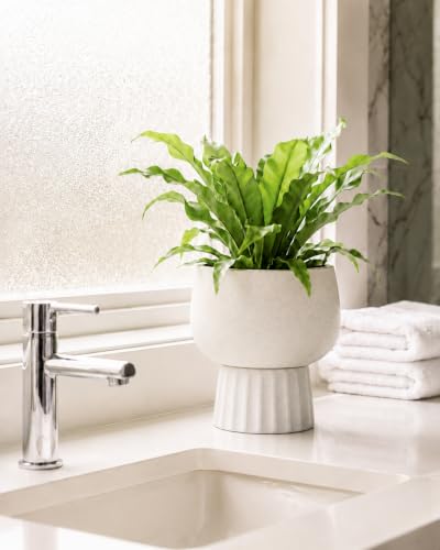 Self Watering Pots for Indoor Plants, 6 Inch Ceramic African Violet Pot - color: White 6″