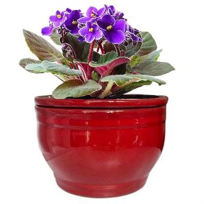 Self Watering African Violet Pots Red 6 inch - color: Red