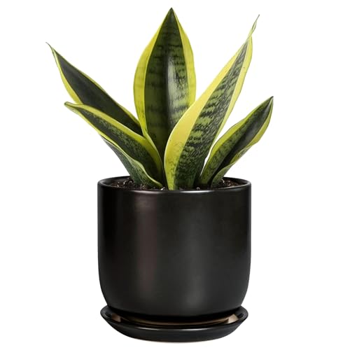 Ceramic Pot for Plants 5 Inch - Modern Round Indoor Planter for Cactus Succulent Plants with Drainage Hole and Saucer, Home Room House Office Decor, Black - color: Matte Black, size: 5.3 Inch