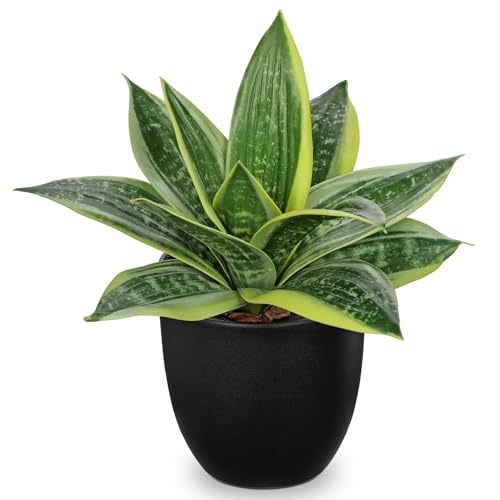 Hollyone Artificial Snake Plants 9" Faux Agave Succulent Plant Potted in Black Pot Fake Sansevieria Aloe Tropical Plant for Desk Modern Office Home Bathroom Indoor Outdoor Decor - color: Green #3-black Pot
