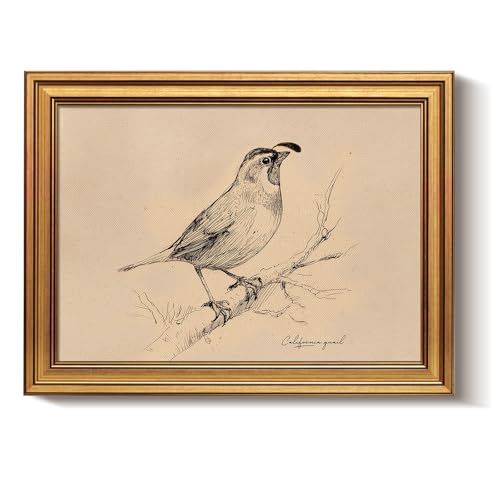 Bzstyleart Vintage Wall Art Decor for Living Room, Vintage Gold Framed Wall Art California State Bird, Framed Sketch Painting, Room Decor Aesthetic, Canvas Prints for Apartment Office, 12L x 16W - color: California State Bird, size: 16"L x 12"W
