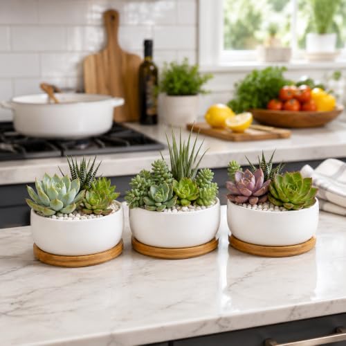 Lawei 3 Pack 6 Inch Round Ceramic Succulent Planter Pots with Drainage and Bamboo Trays, Shallow Cactus Plant Pots for Indoor Plants, Modern White Flower Bowl Planters for Desktop Window Decor