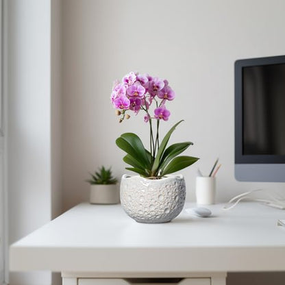 Ceramic Plant Pots 6 Inch, Ceramic Orchid Pot with Drainage, Grey - color: Gray, size: 6.2 Inch