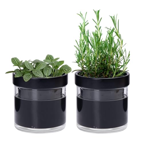 Phoenix Vine 4 Inch Self Watering Planter Pot, Black Terracotta Clay Pot with Glass Reservoir for Indoor Plants, Herbs, Flowers, Set of 2, 52-C-E-2 - color: Black, size: 4" (2 Pack)