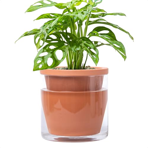 D'vine Dev Self Watering Terracotta Planter Pot, 6 in, 37-X-B-1 - color: Terracotta, size: 6 Inch
