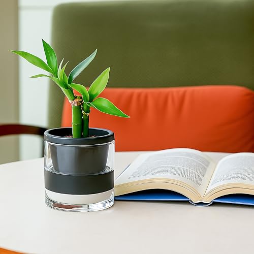 D'vine Dev Self-Watering Black Terracotta Planter Pot, 4 in, 37-X-A-3 - color: Black, size: 4 Inch