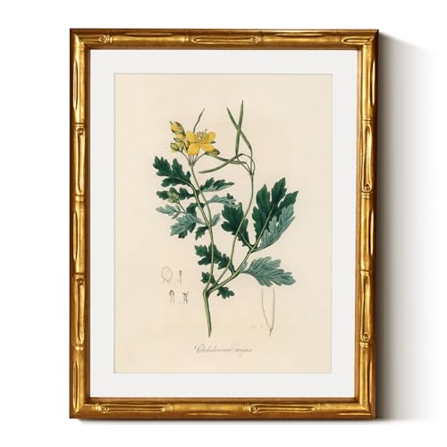 InSimSea Gold Bamboo Framed Wall Art,Kitchen Herbs Botanical Prints,11x14In - color: Herb Chelidonium Majus
