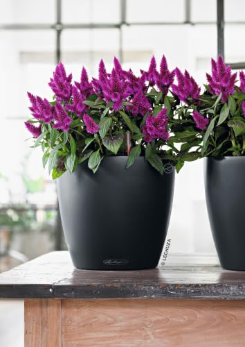 LECHUZA Classico Color 35 Slate, Self-Watering Round Planter, D13.8 H11.8 in, Slate Matt - color: Slate Matte, style: 35