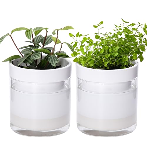 Phoenix Vine 4 Inch Self Watering Planter, White Terracotta Clay Pot with Glass Reservoir for Indoor Plants, Herbs, Flowers, Set of 2, 52-B-E-2 - color: White, size: 4" (2 Pack)