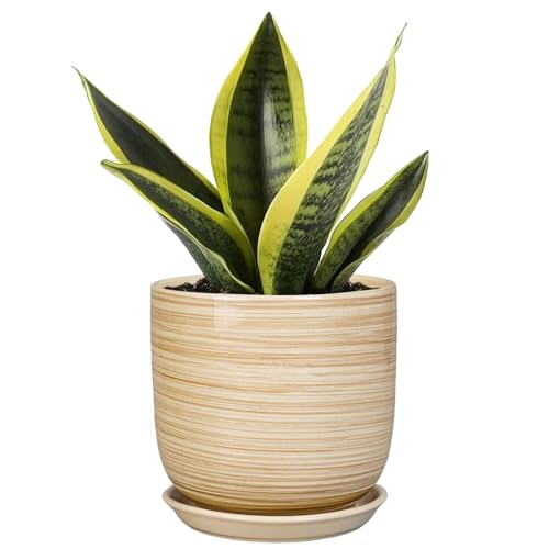 Ceramic Plant Pot 5 Inch - Modern Round Succulent Planter for Indoor Plants with Drainage Hole and Saucer, Office Home Room House Decor, Yellow - color: Stripes Yellow, size: 5.3 Inch