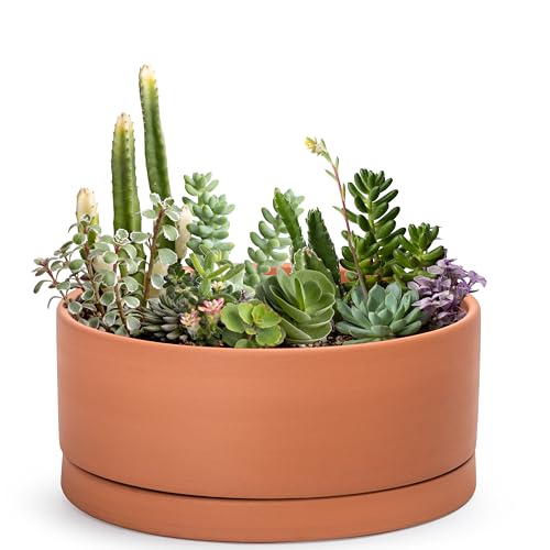 D'vine Dev Terracotta Shallow Planter Pot with Saucer, 12 in, 40-Y-C-0 - size: 12 Inch