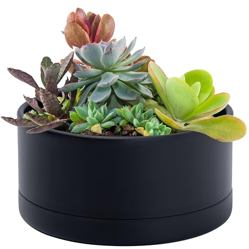 D'vine Dev 8 in Shallow Round Succulent Planter, Black, 76-Z-B-1 - color: Black, size: 8 Inch