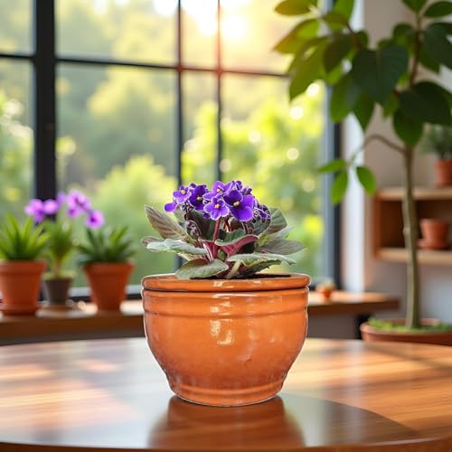 African Violet Pots Self Watering Orange 6 inch - color: Orange