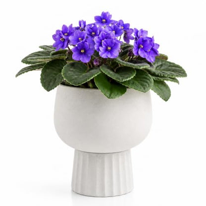 Self Watering Pots for Indoor Plants, 6 Inch Ceramic African Violet Pot - color: White 6″