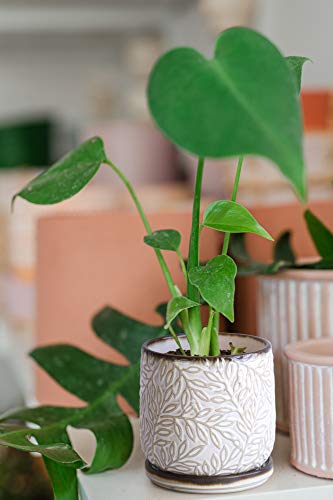 D'vine Dev Embossed Leaves Ceramic Planter, 4 in, Smoked White, 27-A-Z-1 - color: Smoked White, size: 4 Inch