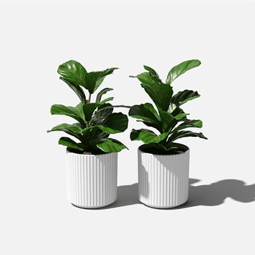 Veradek Demi Series Planter - Large Round Outdoor Planter - color: White, size: 12 inch - 2 Pack