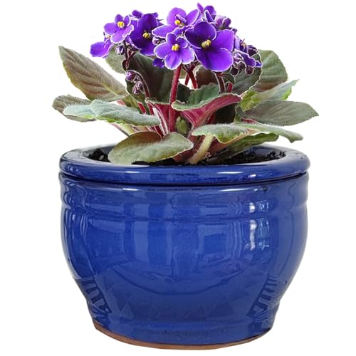 African Violet Pots Self Watering Blue 6 inch - color: Blue