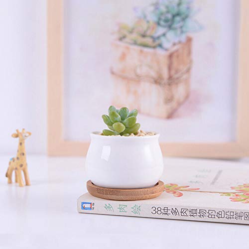 Small Succluent Pot,12Pcs Flower Pots with Drinage,Mini Flower Pots