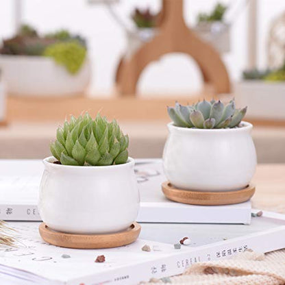 Small Succluent Pot,12Pcs Flower Pots with Drinage,Mini Flower Pots