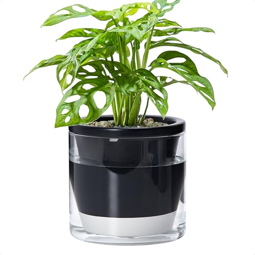 D'vine Dev Self-Watering Black Terracotta Planter Pot, 6 in, 37-X-B-3 - color: Black, size: 6 Inch