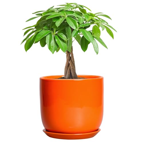 7 Inch Plant Pot - Ceramic Planter with Drainage Hole and Saucer, Modern Round Ceramic Flower Pot for Indoor Outdoor Plants, Plant Lover Gifts, Home Garden Office Decor, Orange - color: Glossy Orange, size: 7 Inch
