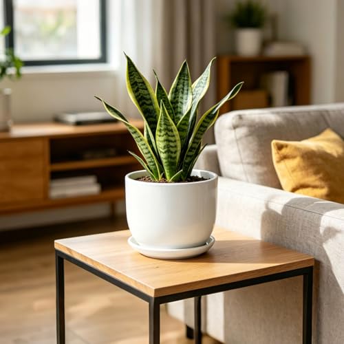 8 Inch Ceramic Plant Pot,Ceramic Planter,White - size: 8 Inch 1 Pc