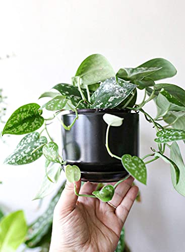 LE TAUCI Ceramic Pots for Plants, 4.3+5.3+6.8 Inch, Set of 3, Black - color: Black, size: 4.3"+5.3"+6.8"