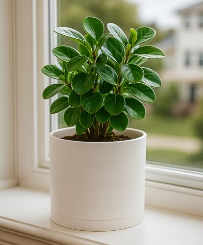 D'vine Dev Plastic Planter Pot with Saucer, 8 in, Oatmeal, 74-X-H-1 - color: Oatmeal, size: 8"