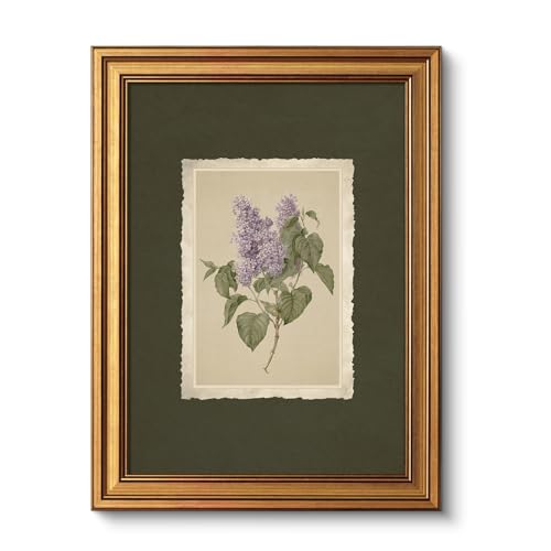 VIYYIEA Vintage Gold Framed Wall Art, Aesthetic Botanical Violet Flower Herb Canvas Prints Paintings, French Country Farmhouse Wall Decor For Kitchen Bathroom Bedroom, 12x16inch - color: Colored Violet, size: 16"L x 12"W