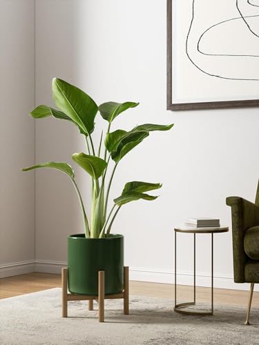 LE TAUCI 10+8+6 Inch Ceramic Pots for Plants, Indoor Planters with Drainage Hole and Plug, Modern Cylinder Flower Pots Set of 3 for Living Room and Kitchen, Glossy, Bamboo Green - color: Bamboo Green