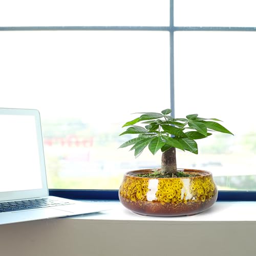 Bonsai Pots - 8 Inch Succulent Pots with Drainage, Shallow Planters - color: Yellow