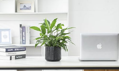Ceramic Planter Pot with Drainage Hole, 5 Inch Dia, Indoor and Outdoor, Home Patio Garden, Plants&Flowers, Textured Round (Black) - style: Textured Round-Black