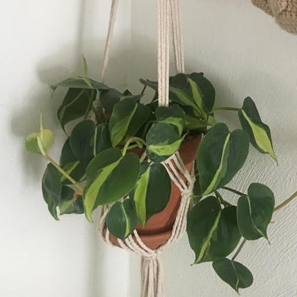 2 Pack Macrame Hanging Planters, White - color: White