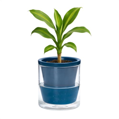 D'vine Dev Self-Watering Blue Terracotta Planter Pot, 4 in, 37-X-A-4 - color: Blue, size: 4 Inch